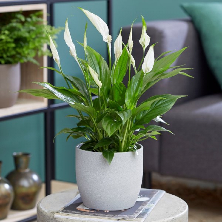 How office plants help to improve your well-being
